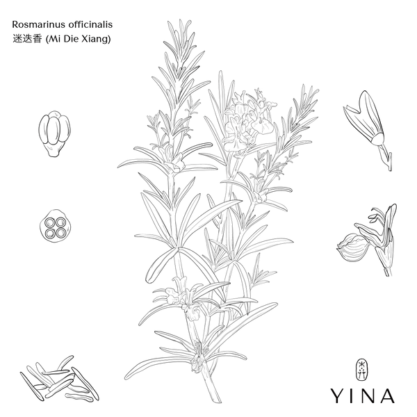 Rosemary Extract* - YINA
