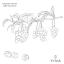 Schisandra Berries* - YINA
