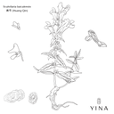 Skullcap Root - YINA