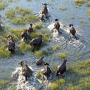 The Art and Ethos of Water Buffalo Horn - YINA