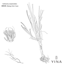 Vetiver* - YINA