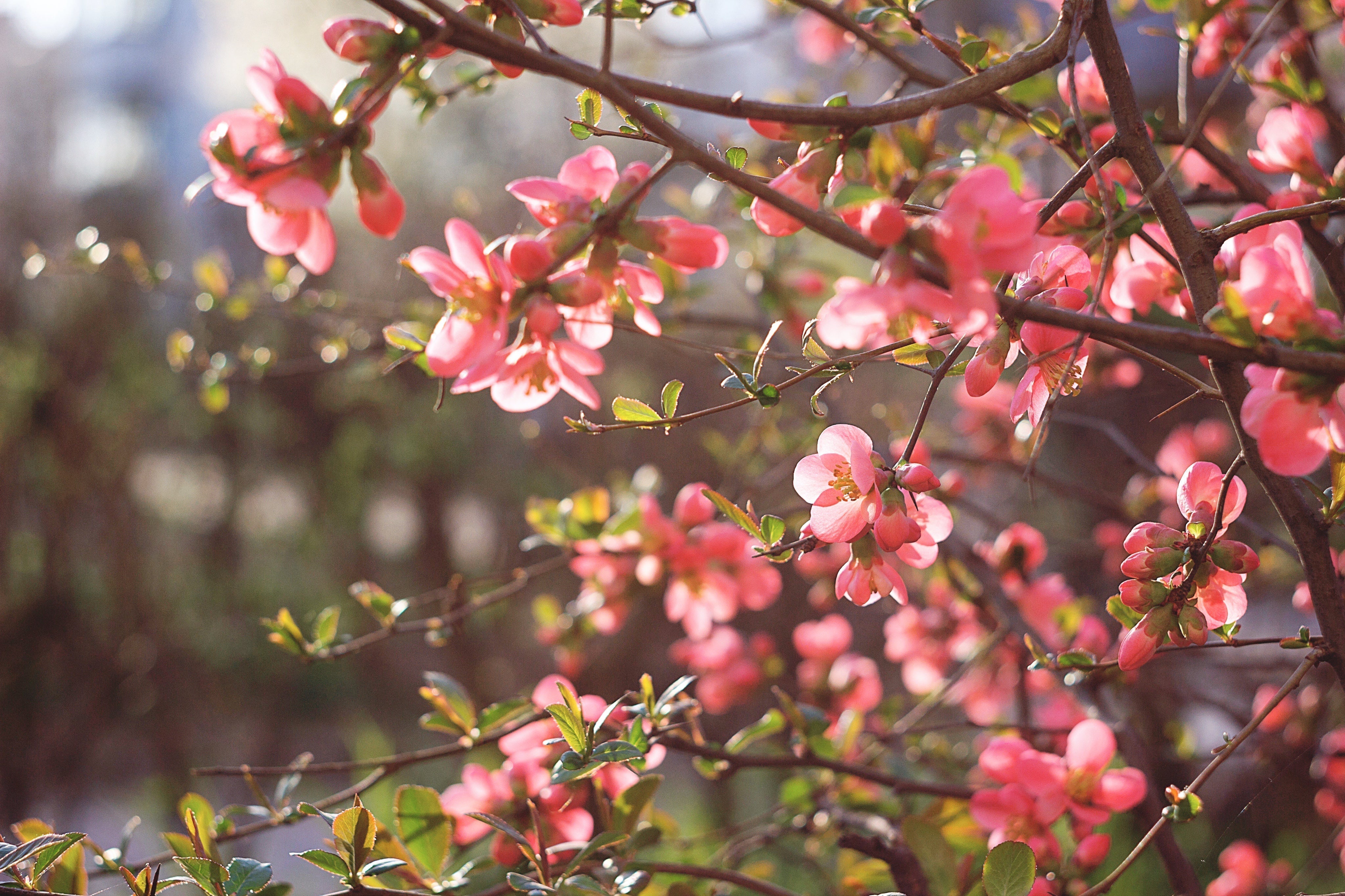 When Spring Begins โ YINA