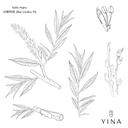 White Willow Bark - YINA