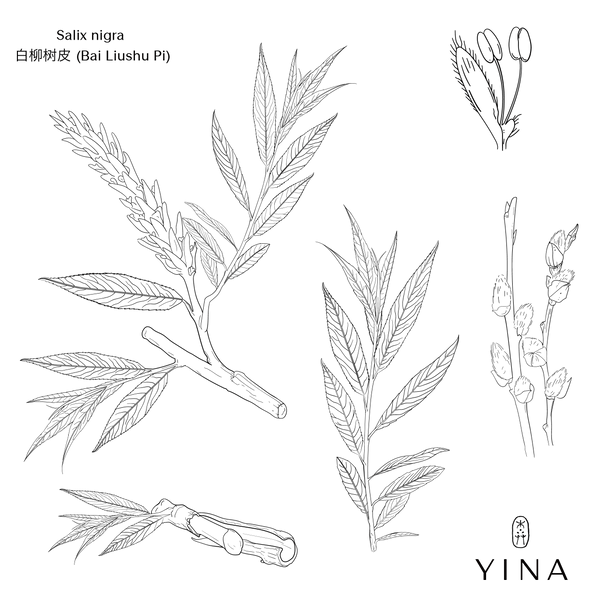 White Willow Bark - YINA