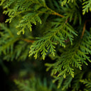 Why Christmas trees are good for you and your skin - YINA