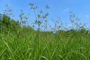 XIANG FU 香附 Cyperus rotundus — The Commander of Qi - YINA