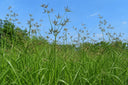XIANG FU 香附 Cyperus rotundus — The Commander of Qi - YINA
