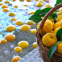 Yuzu - An Amazing Citrus - YINA