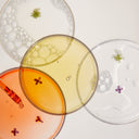 YINA TCM Chinese Medicine product textures in petri dishes