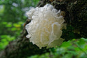 Tremella (Whole Mushroom) (Snow Ear Mushroom) - Tremella fuciformis - Bai Mu Er / Yin Er - ND Grade