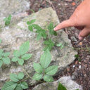 Hand pointing at green leaves on a stone surface