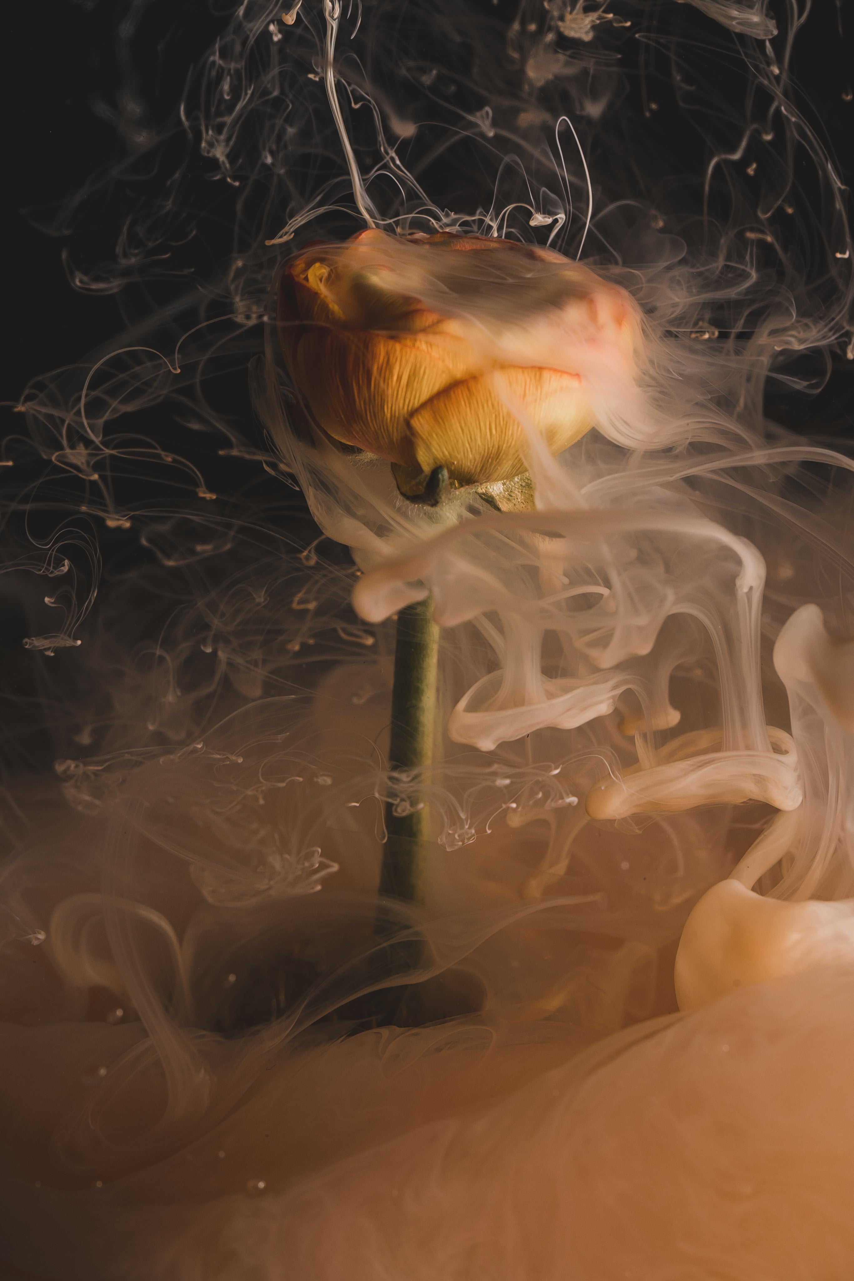 files/an-orange-flower-smokes-as-if-on-fire.jpg