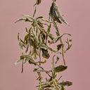 Premium White Peony Tea - YINA