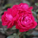 Shangri - la Rose - YINA